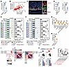 PPFIA4 increases gastritis by promoting G-MDSC accumulation via CXCL3 durin