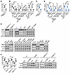PPFIA4 promotes MMP1 expression leading to increased bacterial burden durin