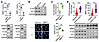 PPFIA4 promotes MMP1 expression, leading to gastric mucosal damage during H
