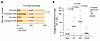 Clonality and genetic distance of intact proviruses in the Tatelo cohort.