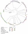 Circular maximum-likelihood phylogenetic tree of intact proviral sequences
