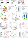 Radiotherapy-induced γδ T cell infiltration in the TME promotes radioresist