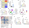 Macrophage-derived chemokine CCL20 promotes γδ T cell recruitment.