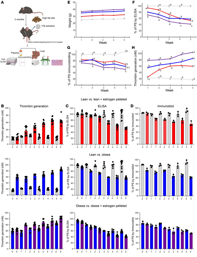 The effect of estrogen and obesity in a C57BL/6 mouse model.
(A) Schemat...