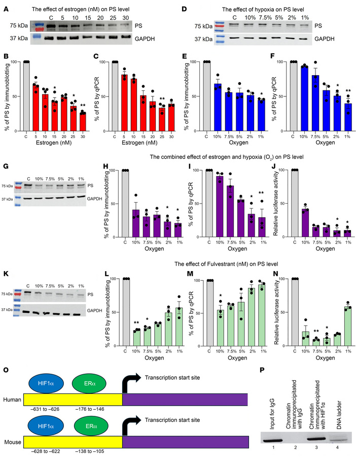 Estrogen and hypoxia downregulate PS expression and mRNA levels in HepG2...