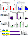 Estrogen and hypoxia downregulate PS expression and mRNA levels in HepG2 ce