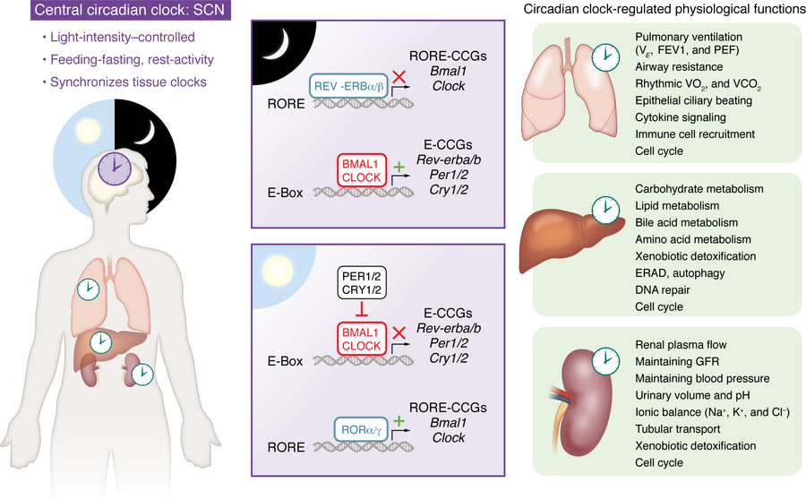 Circadian regulation of the cellular clock and physiological outputs.
Th...