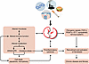 The perturbed “clock” as a candidate driver of chronic disease leading to f