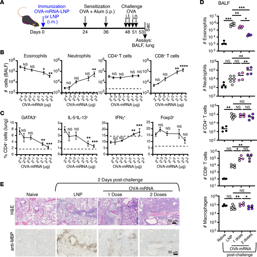 OVA-mRNA-LNP immunization reduces airway allergic responses in a dose-de...