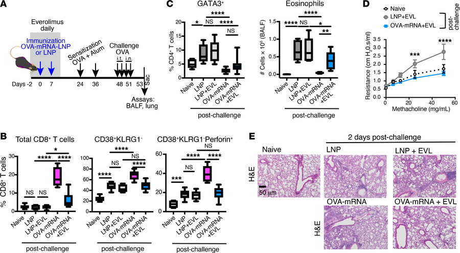 OVA-mRNA-LNP in combination with mTOR inhibitor reduces inflammation and...