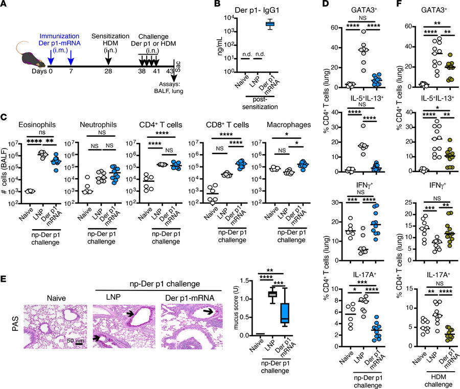 Der p1–mRNA–LNP protects against allergic responses to HDM.
(A) Experime...