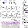 OVA-mRNA-LNP immunization reduces airway allergic responses in a dose-depen