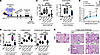 OVA-mRNA-LNP in combination with mTOR inhibitor reduces inflammation and fr