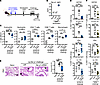 Der p1–mRNA–LNP protects against allergic responses to HDM.