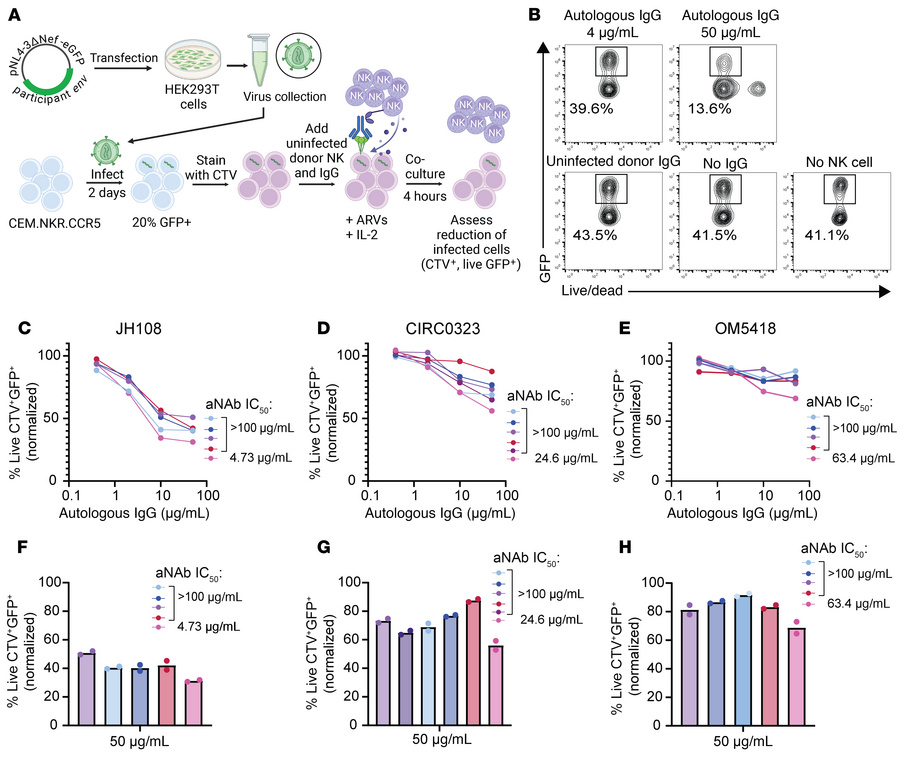 Cells infected with outgrowth viruses are susceptible to ADCC with autol...