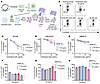 Cells infected with outgrowth viruses are susceptible to ADCC with autologo