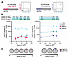 Persistence and prevalence of aNAb-resistant outgrowth clones integrated in
