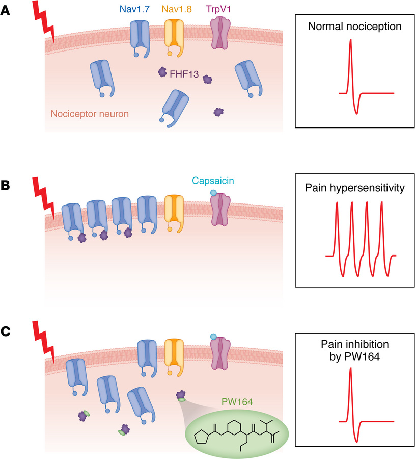 PW164 inhibits pain hypersensitivity.
(A) Nav1.7 channels are expressed ...