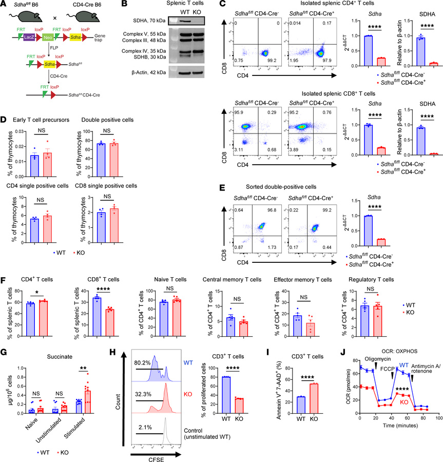 SDHA is required for T cell proliferation and survival following stimula...