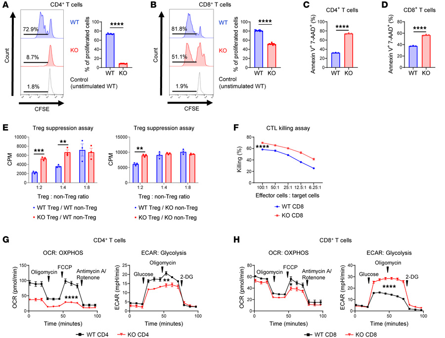 SDHA deficiency leads to different effects on function and bioenergetics...