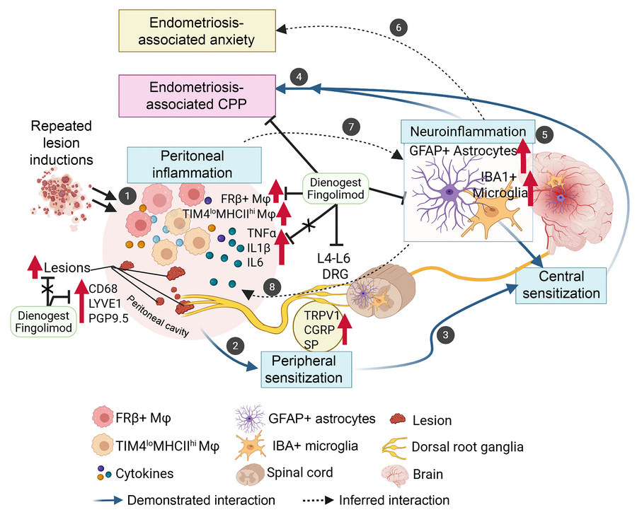 Multiple lesion induction increased chronic inflammation and neuroinflam...