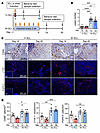 Multiple lesion induction mouse model of endometriosis.