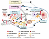 Multiple lesion induction increased chronic inflammation and neuroinflammat