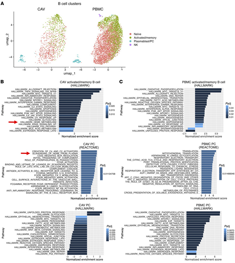 Bilirubin-related (heme) pathways are enriched in B cell subsets in CAV....