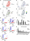 Clonal composition of graft-infiltrating B cells and plasmablasts/PCs in CA