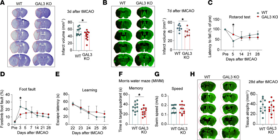 GAL3 KO reduces brain infarct in the early injury phase but does not imp...