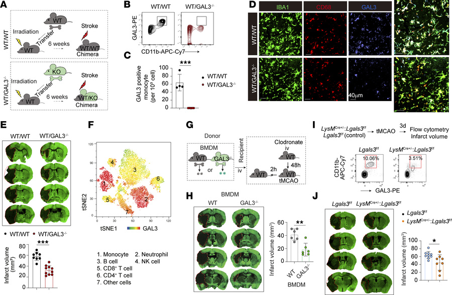 GAL3 expression in monocyte/Mø is instrumental in infarct expansion in t...