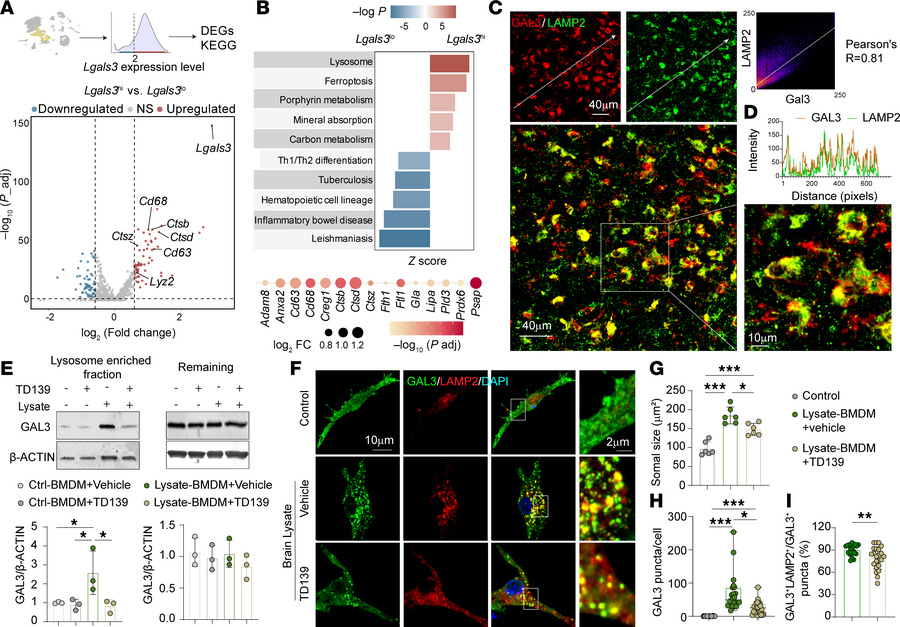 GAL3 accumulates rapidly in the lysosomes of MDMø after acute ischemic b...