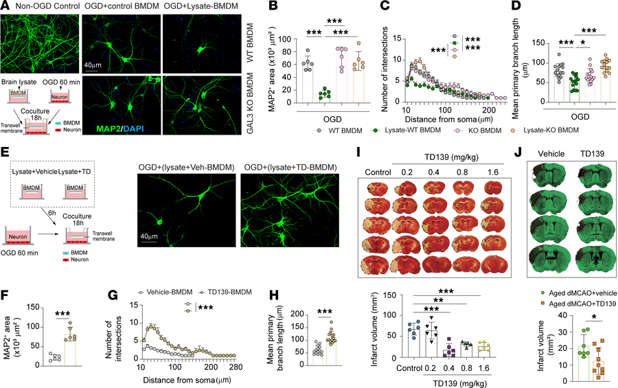 GAL3 induces a neurotoxic phenotype in MDMø.
(A) The schematic shows the...