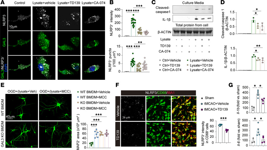 GAL3-mediated cathepsin induction enhances NLRP3 expression in MDMø and ...