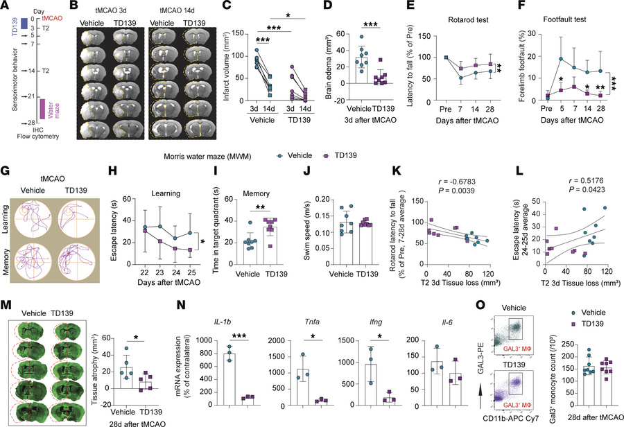 Transient GAL3 inhibition improves long-term stroke outcomes.
(A) Experi...