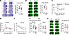 GAL3 KO reduces brain infarct in the early injury phase but does not improv