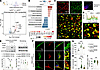 GAL3 accumulates rapidly in the lysosomes of MDMø after acute ischemic brai