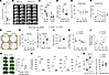 Transient GAL3 inhibition improves long-term stroke outcomes.