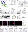 KIF13B promotes KLF4 ubiquitination and degradation via KCTD10.
