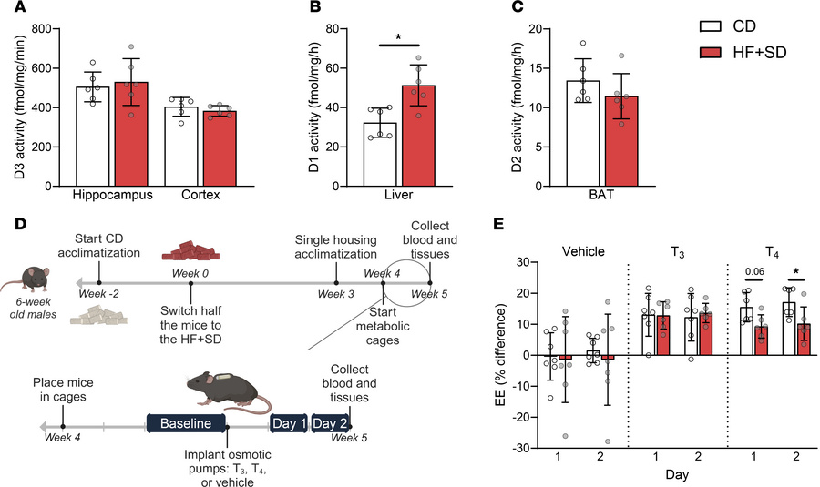 Overnutrition modulates deiodinase activity, reducing local T4-to-T3 con...