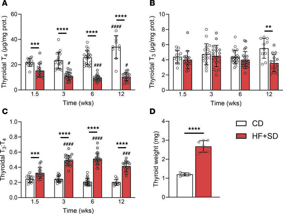 Overnutrition directly impairs TH biosynthesis.
Male mice were placed on...