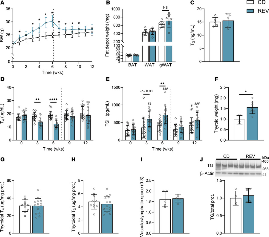 Thyroid dysfunction caused by overnutrition is reversible.
Male mice wer...