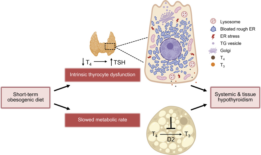 JCI - Overnutrition in mice impairs thyroid hormone biosynthesis and  utilization, causing hypothyroidism, despite remarkable thyroidal  adaptations