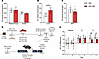 Overnutrition modulates deiodinase activity, reducing local T4-to-T3 conver
