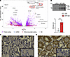High TSH signaling appears unimpaired and likely drives thyroidal vasculari