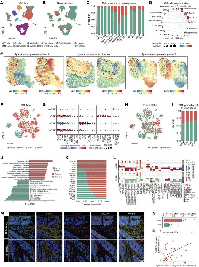 HCAFs interact strongly with tumor cells and are linked to lymphangiogen...