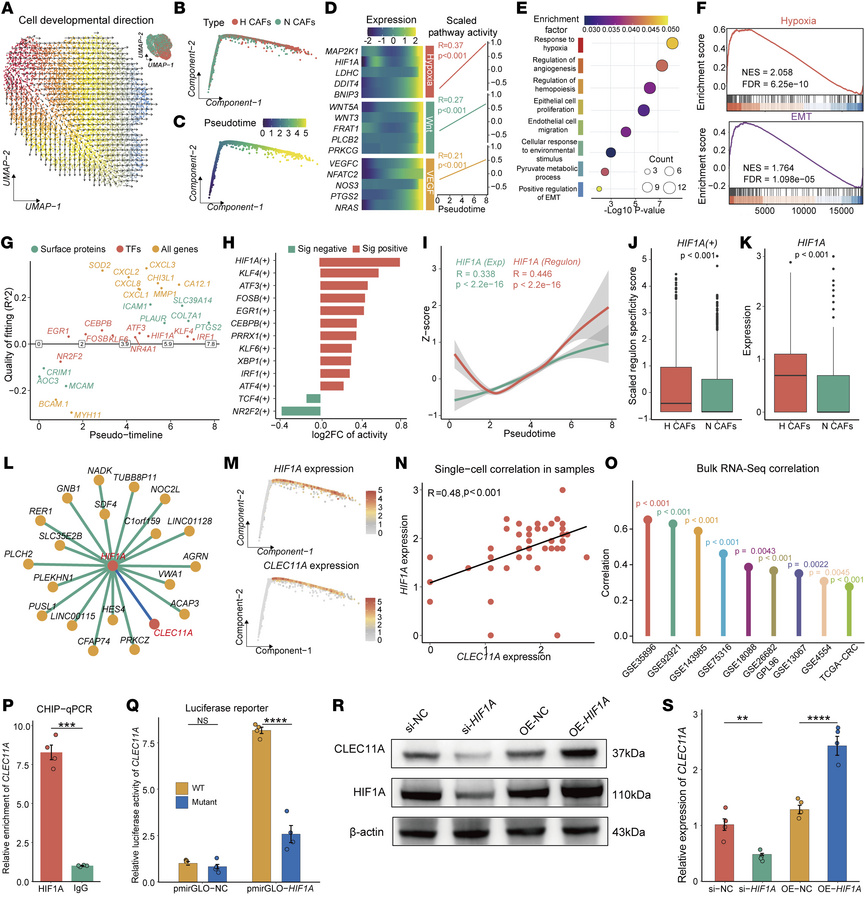 Hypoxia-activated HIF1A in CAFs transcriptionally enhanced the expressio...