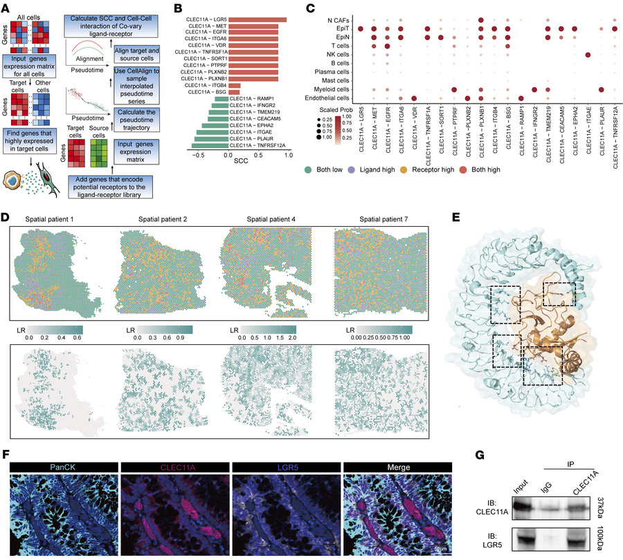 CLEC11A promotes lymphangiogenesis and lymphatic metastasis through its ...