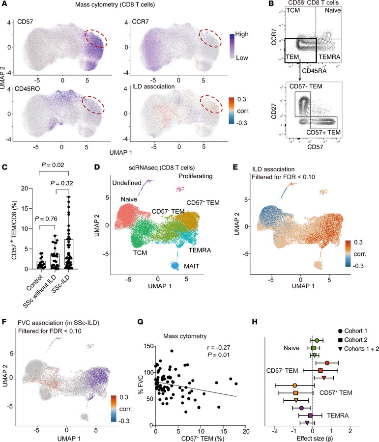 CD57+ Tem cells are expanded in patients with SSc-ILD.
(A) CNA of CD8+ T...