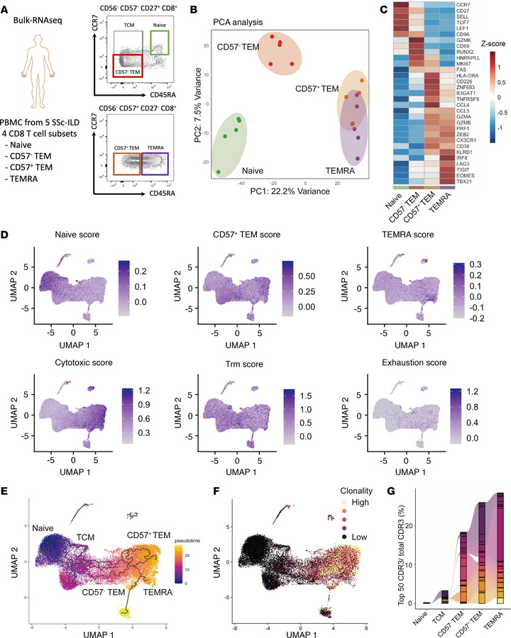 Developmental and clonal relationship between CD57+ Tem cells and Temra ...